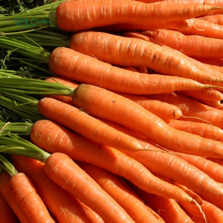 Carrot Seeds - Tendersweet | 150 seeds