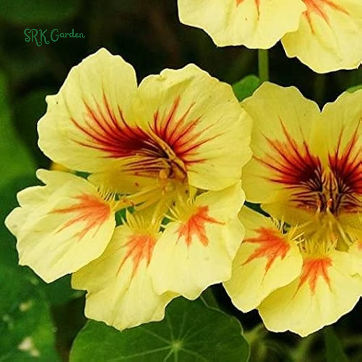 Peach Melba Dwarf Nasturtium Seeds | 25 Seeds