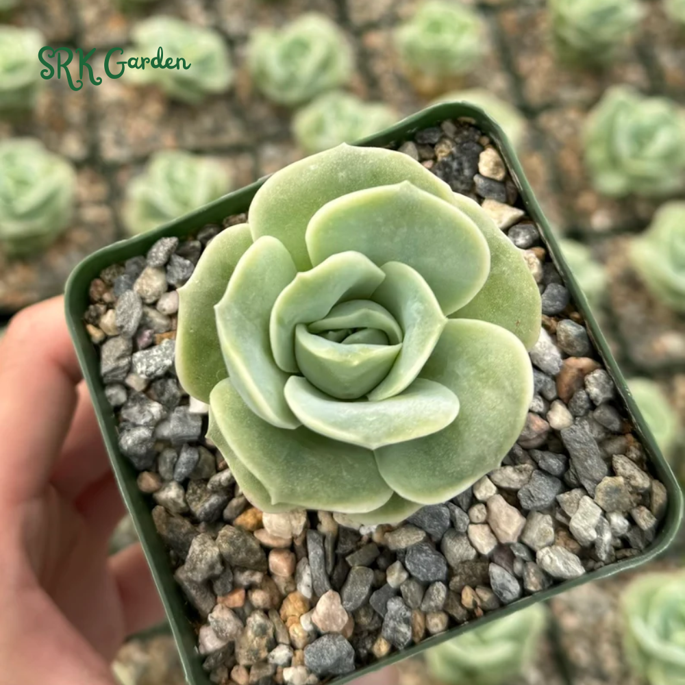 Graptoveria Lovely Rose, Green Rose, Live Plants Plant in 3" pot