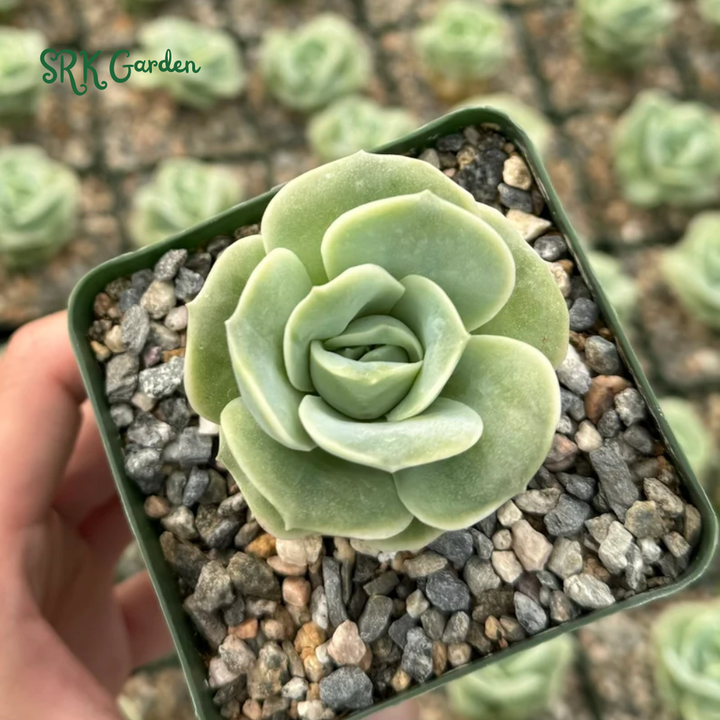 Graptoveria Lovely Rose, Green Rose, Live Plants Plant in 3" pot