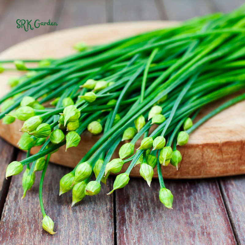 Garlic Chives Seeds | 200 Seeds