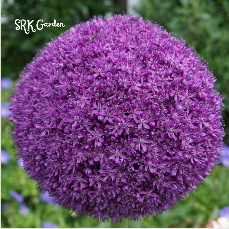 10 Giant Ball Onion Allium Christophii Bulbs