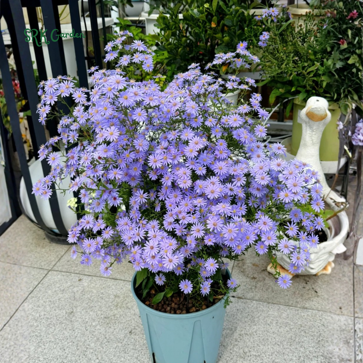 Smooth Blue Aster Seeds | 500 Seeds