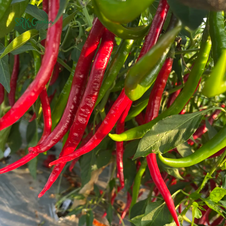 Japanese Sapporo Hot Pepper Seeds | 20 Seeds