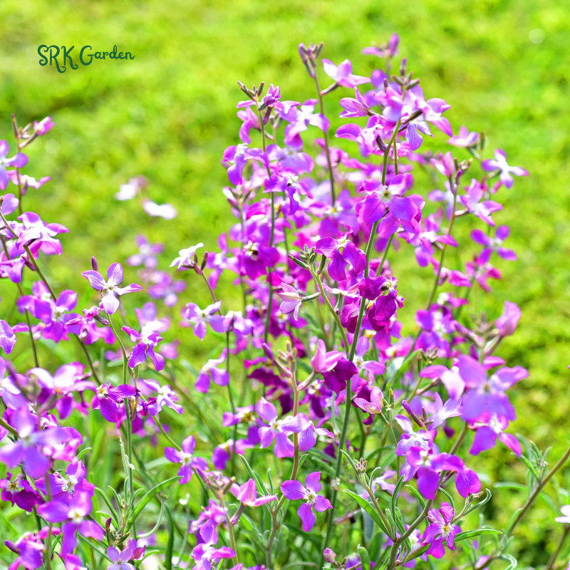 Evening Scented Stock Seeds | 2500 Seeds