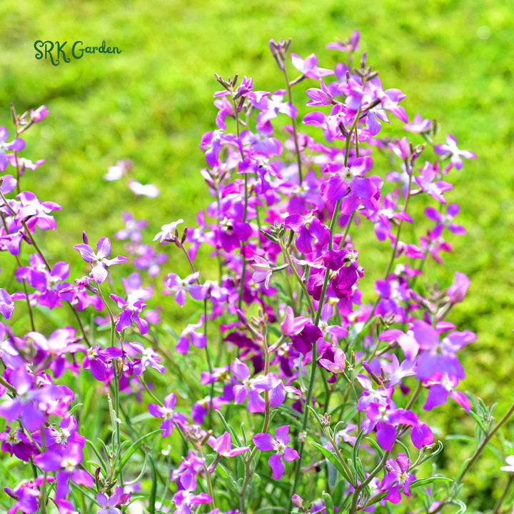 Evening Scented Stock Seeds | 2500 Seeds