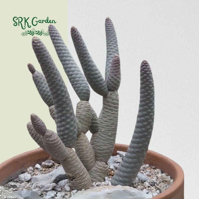 Pine Cone Cactus, Tephrocactus Articulatus, Unique Cactus in 3" pot
