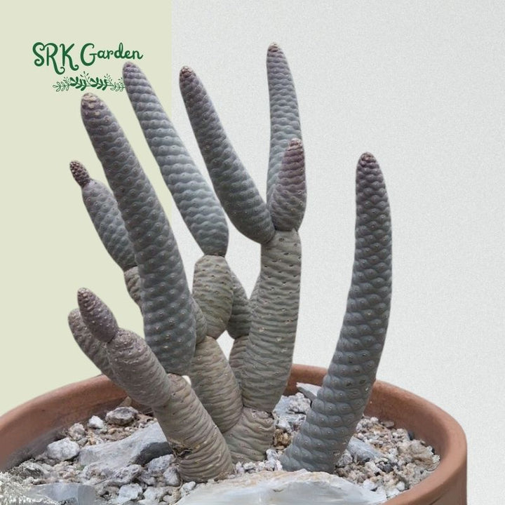 Pine Cone Cactus, Tephrocactus Articulatus, Unique Cactus in 3" pot