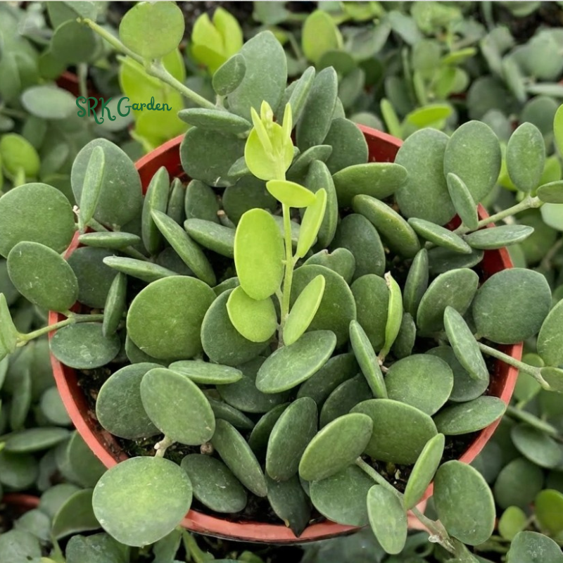 String of Coins | Silver Dollar Vine | Xerosicyos Danguyi Live plant in 4 in pot