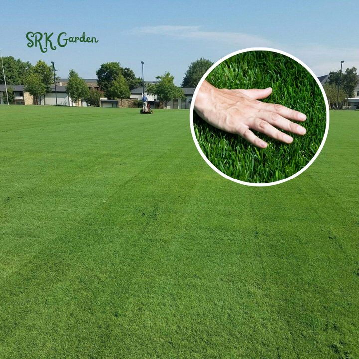 Fescue Penkoted Grass Seed 3 lb