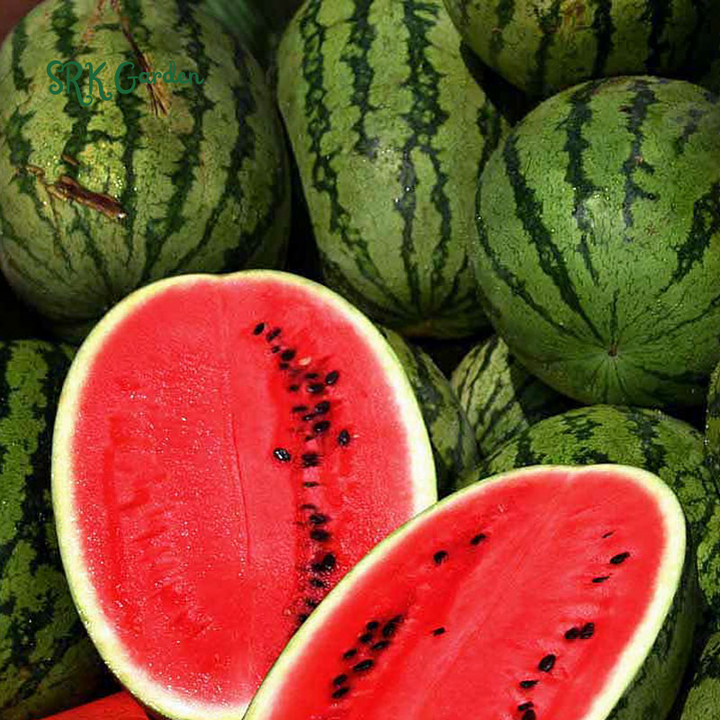 Organic Watermelon Seeds, Easy to grow