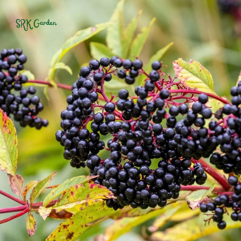 Elderberry Bush Plants Live, Black Elderberry Plant for Outdoor Garden, 5 to 9 Inch Tall