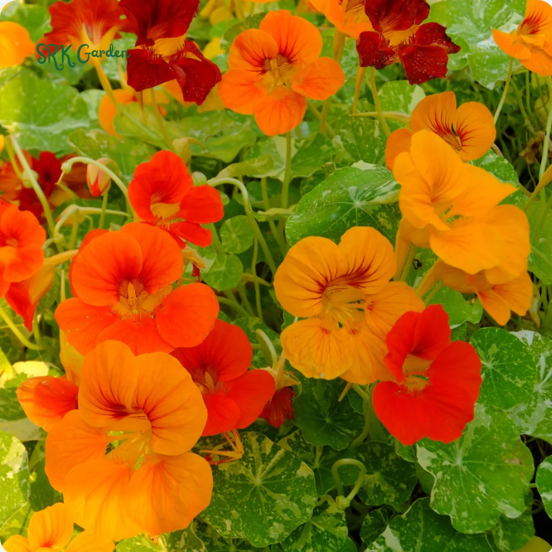 Variegated Alaska Mix Nasturtium Seeds  | 25 seeds