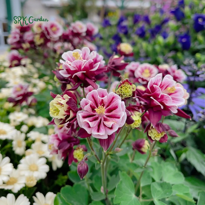 Double Mixed Columbine seeds | 100 Seeds