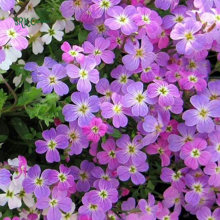 Virginia Stock Seeds | 1000 Seeds