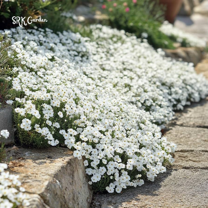 Snow in Summer Seeds | 500 Seeds