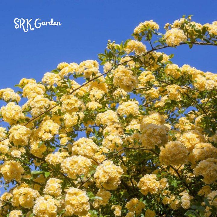 Yellow Lady Banks Climbing Rose 1ft tall