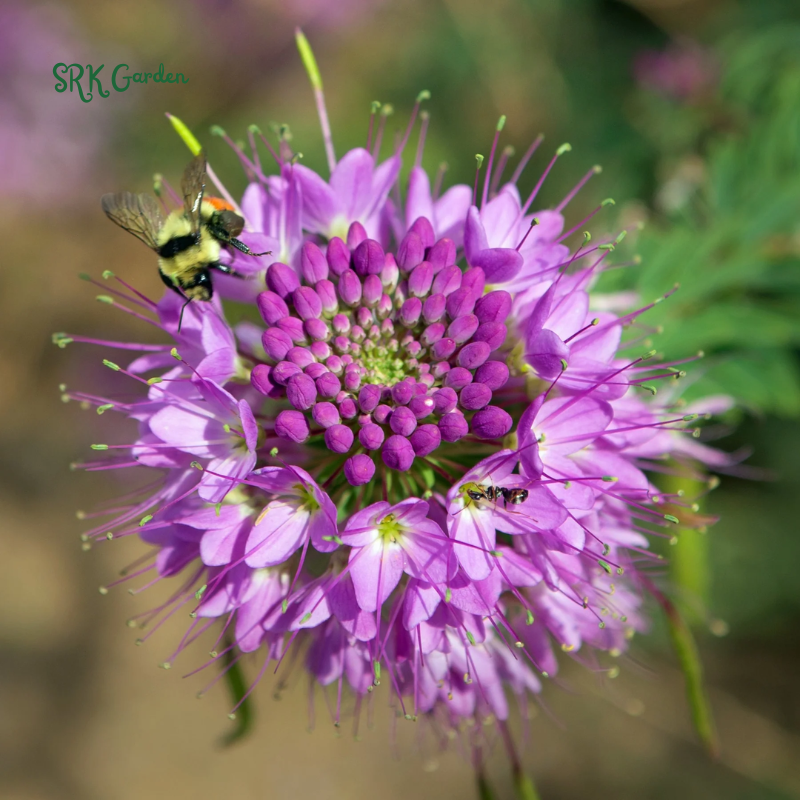 Rocky Mountain Bee Plant | 50 Seeds