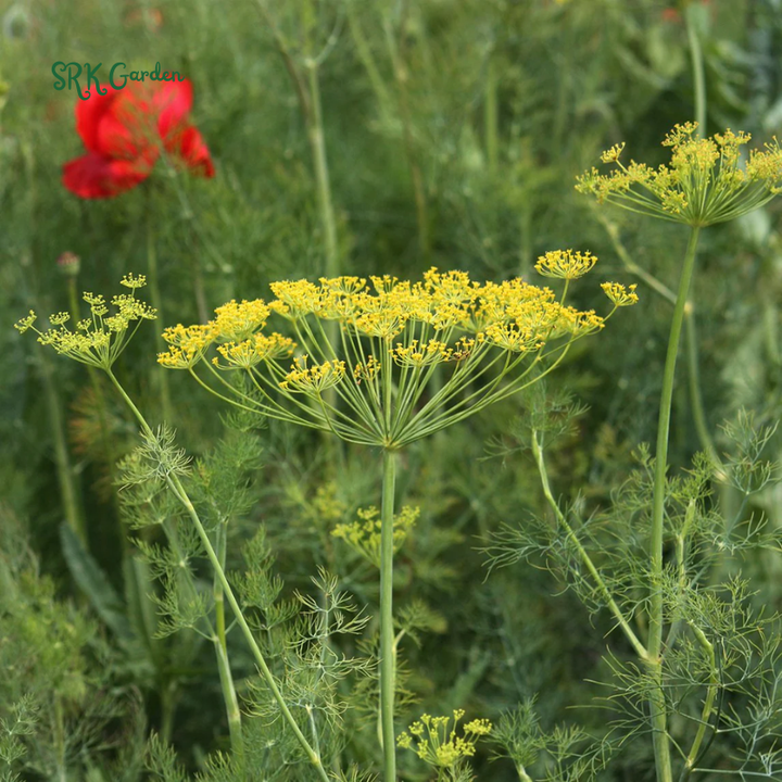 Organic Bouquet Dill | 100 Seeds