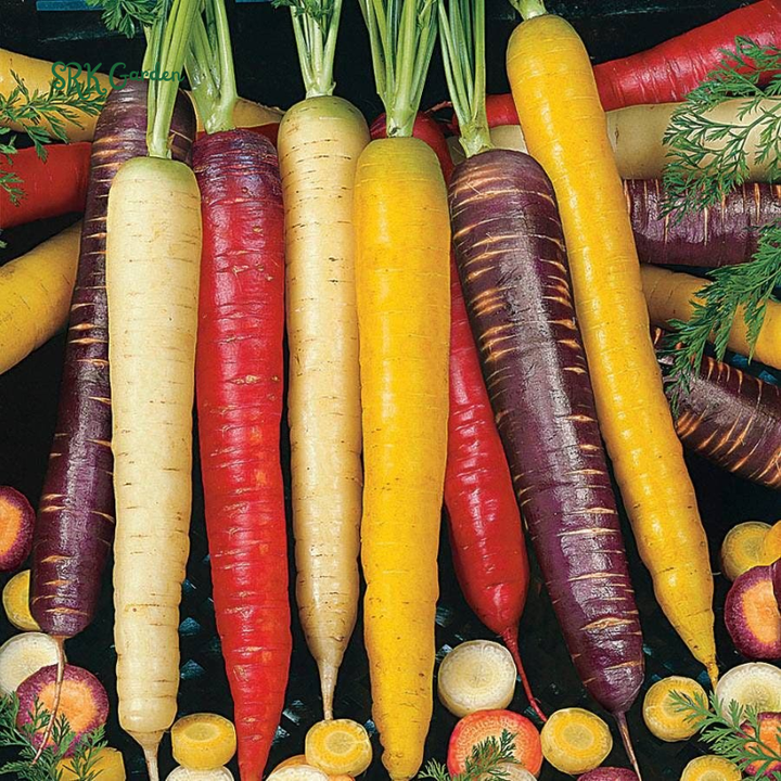 Carrot Seeds - Rainbow Mix | 150 Seeds
