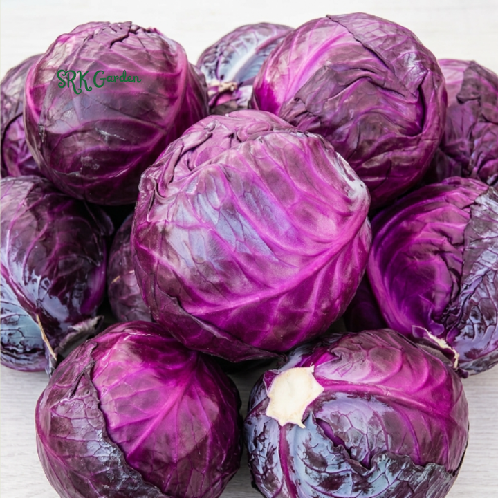 Red Acre Cabbage Seeds | 150+ Seeds