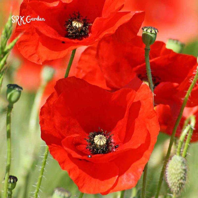 RED CORN POPPY FLOWER SEEDS