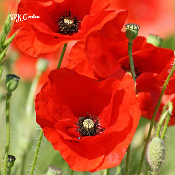 RED CORN POPPY FLOWER SEEDS