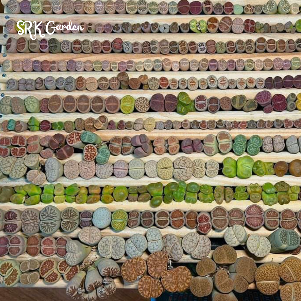 Pack of 10 Live Small Exotic Lithops Random Color 0.3" to 0.7" size