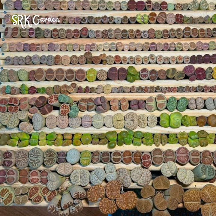 Pack of 10 Live Small Exotic Lithops Random Color 0.3" to 0.7" size