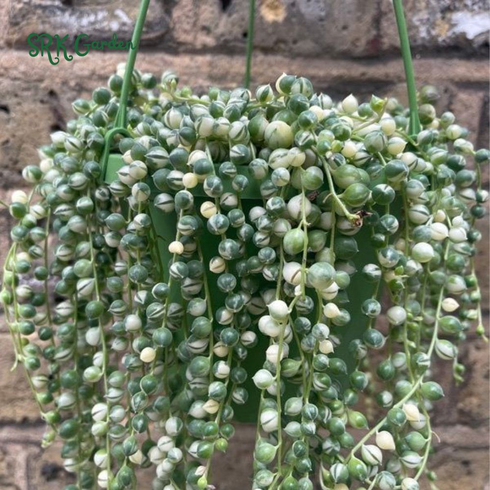 Variegated String of Pearls, Hanging Plant in 2'', 4", 6'' pot