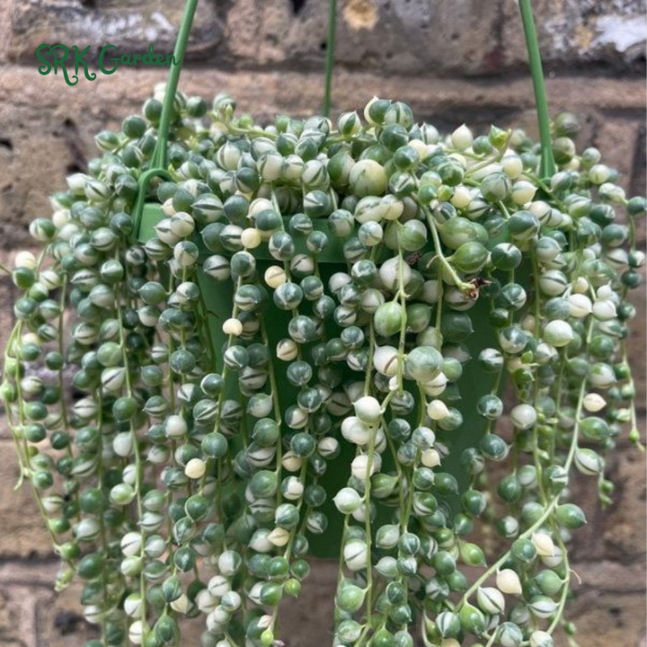 Variegated String of Pearls, Hanging Plant in 2'', 4", 6'' pot