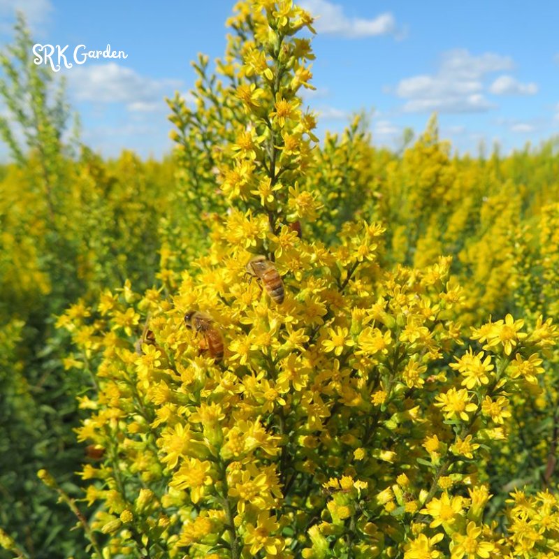 Showy Goldenrod Seeds | 200 Seeds