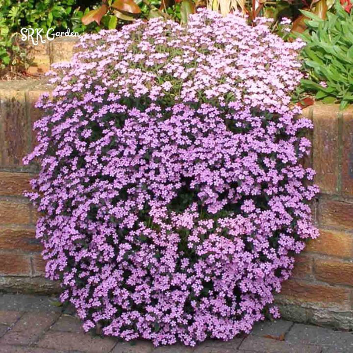 Soapwort Seeds | 300 Seeds