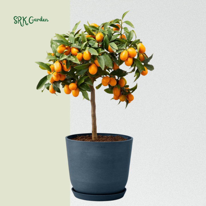 Kumquat Tree Starter Plant. Fortunella Margarita. 3" - 5"