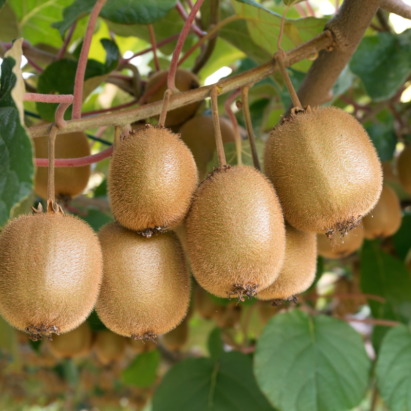 Kiwi Fruit Tree - Live Plant Actinidia Deliciosa - Beautiful Edible Vining Fruit Bearing Tree for Patio and Garden