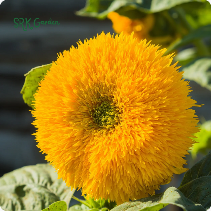 Yellow Teddy Bear Sunflower Plant 100 Seeds