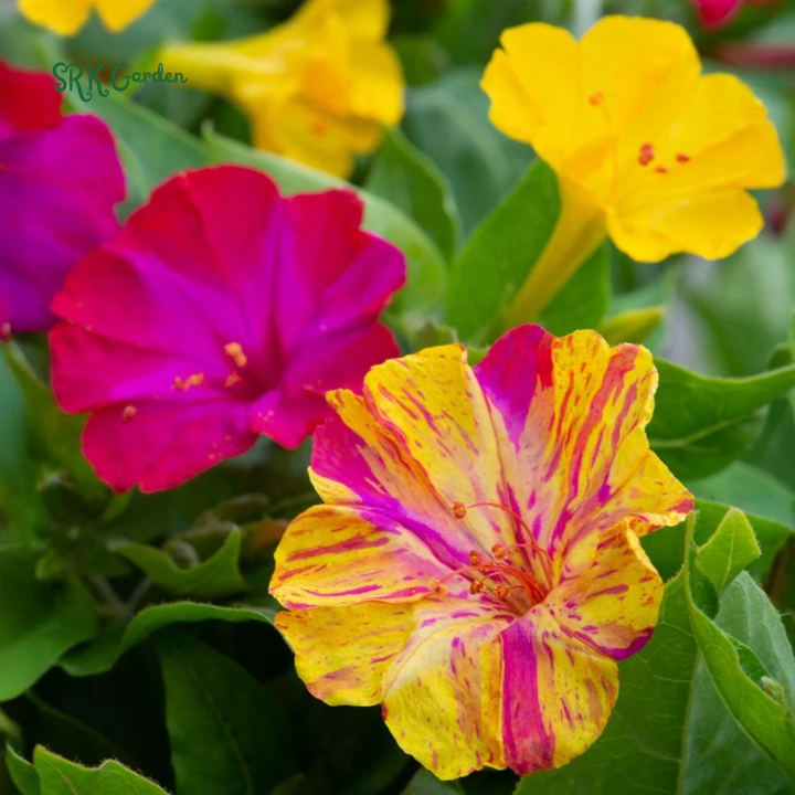 Broken Colors Four O'Clock Seeds | 25 Seeds