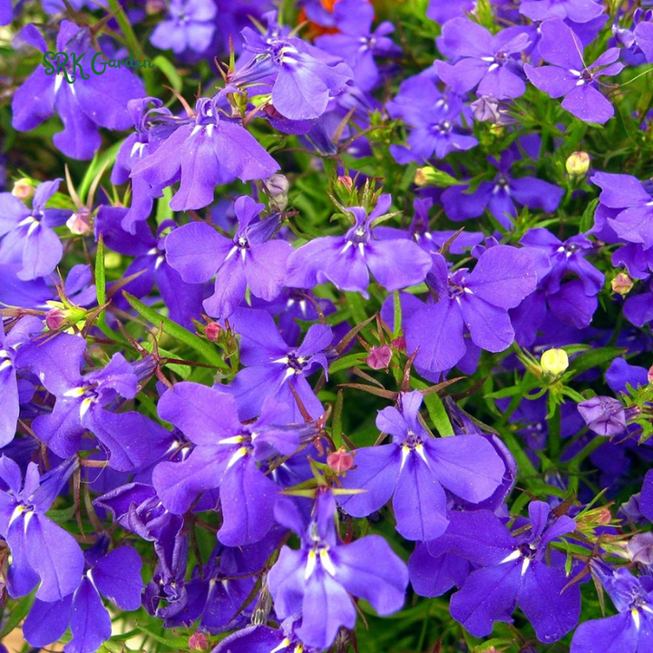 Lobelia Crystal Palace Violet-Blue Flower Seeds | 200 Seeds