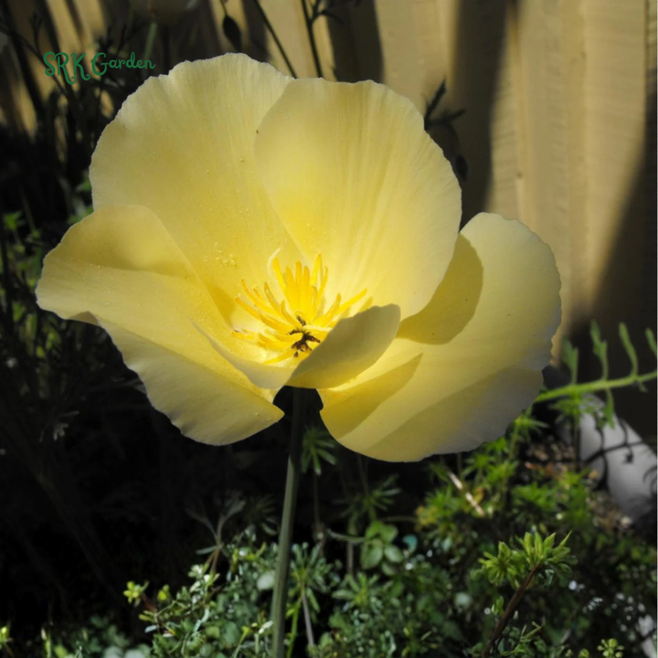 Ivory Castle California Poppy Seeds | 250 Seeds