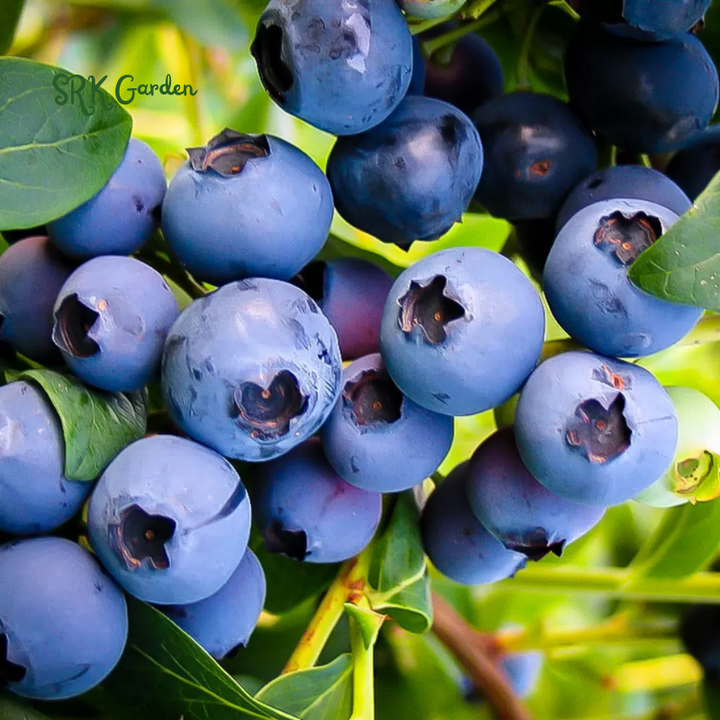 Blueberry Plant Emerald Live for Sale (4 Pack) | Easy to Grow Plants