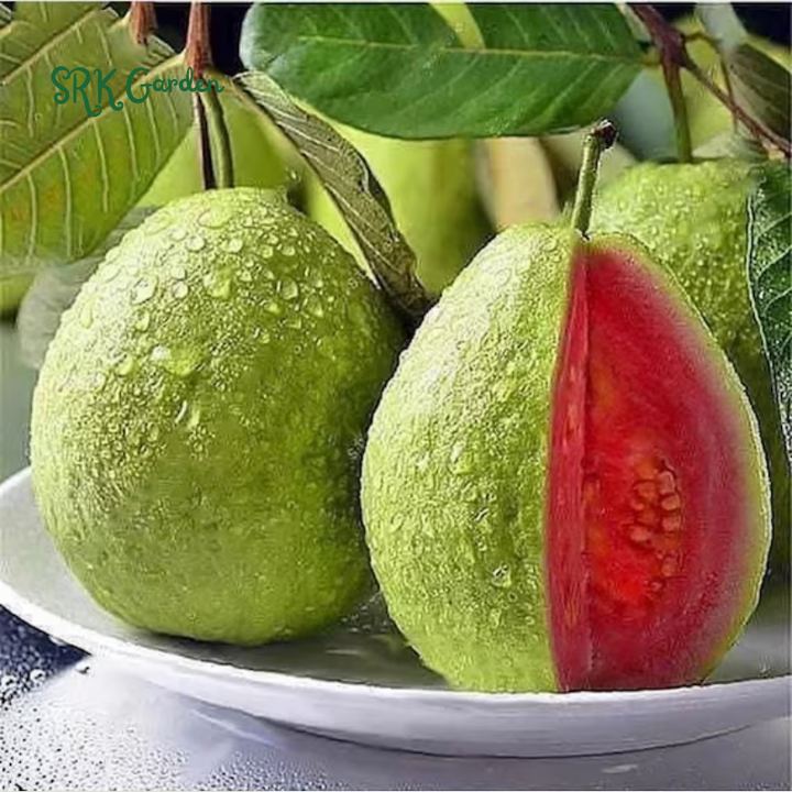 Pink Guava Tree Live Plant, 4"-10" in Tall