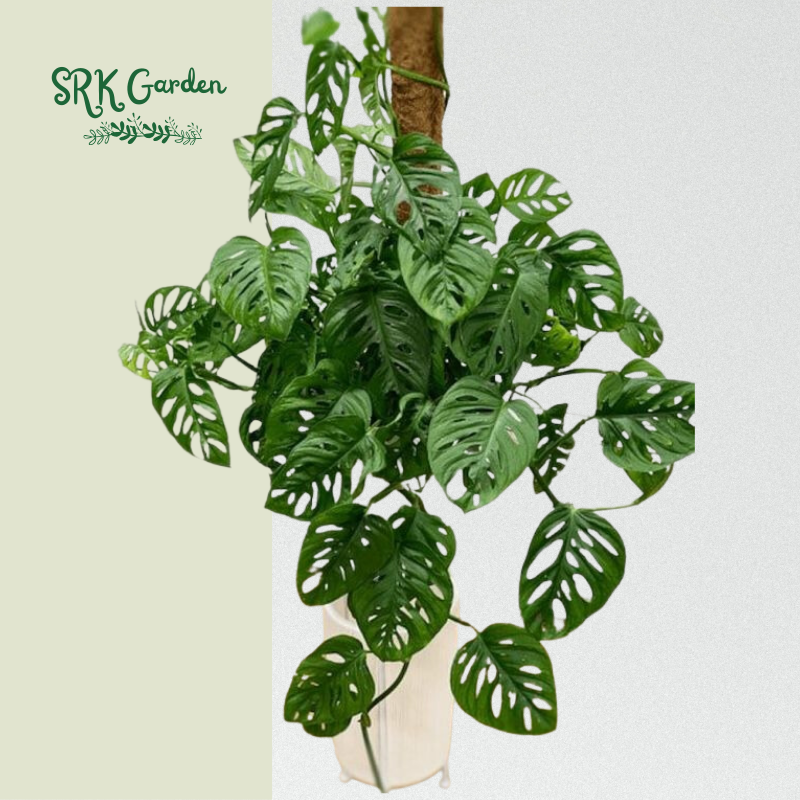 Monstera adansonii Swiss Cheese vine 6" pot