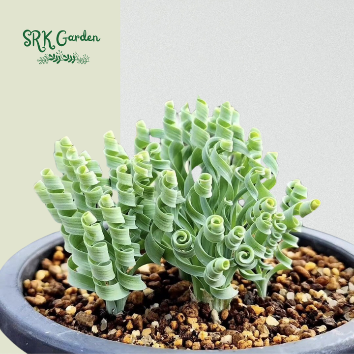 Albuca Concordiana Bulb size 0.7-1.2 inch