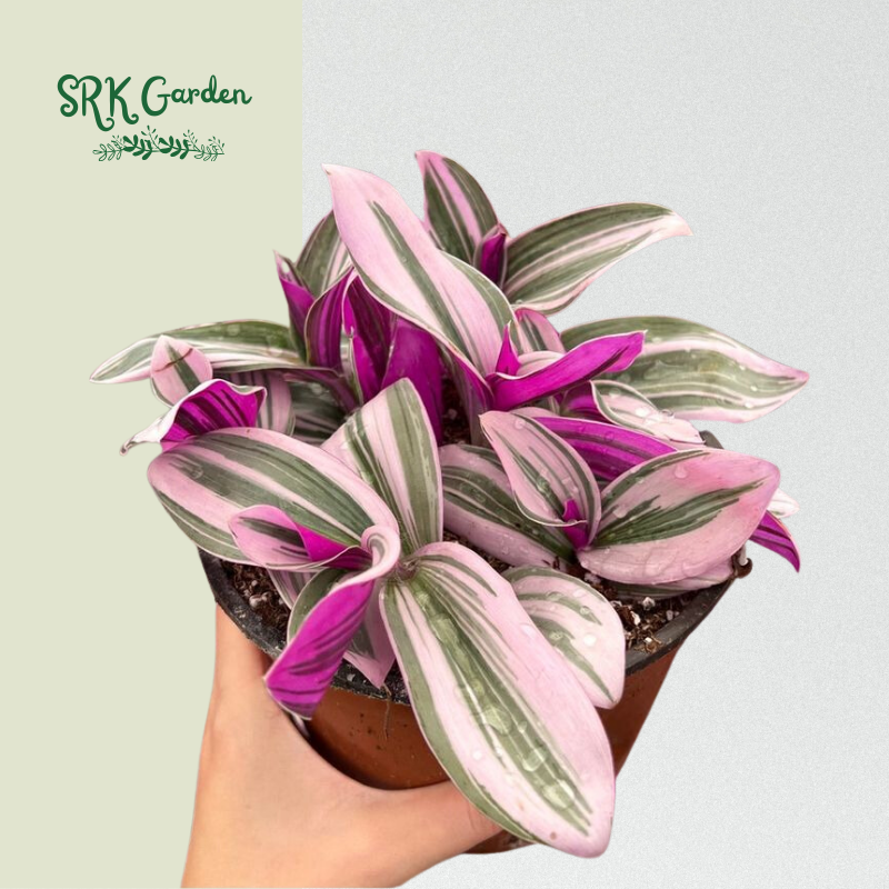 Pink wandering jew plant 4" pot