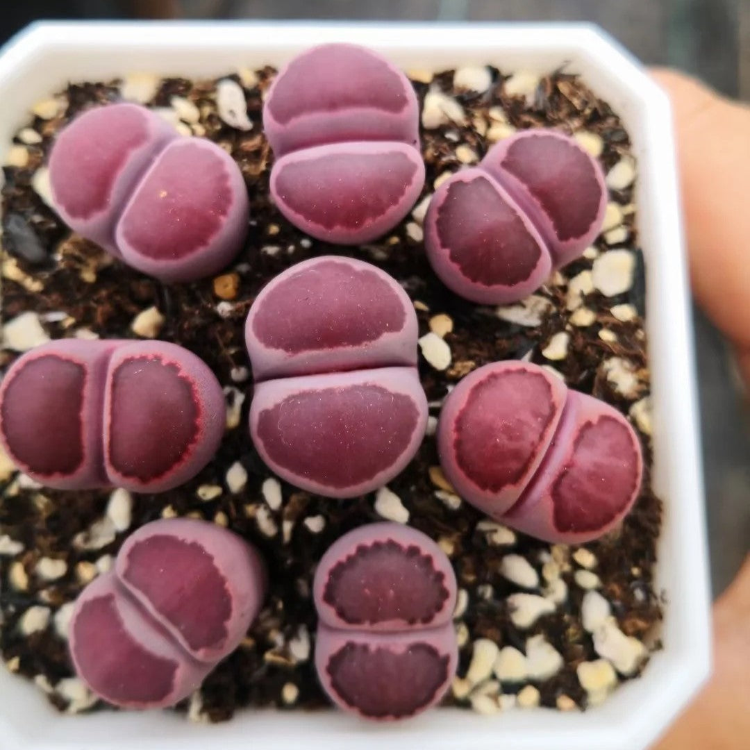 Lithops Live Small Exotic  Random Color Size 0.3" to 0.7"