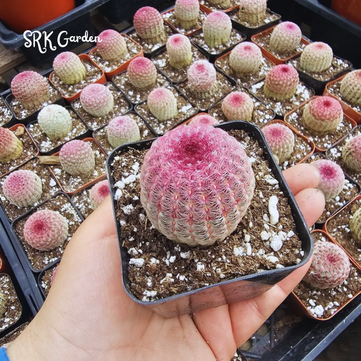 Rainbow Cactus | Echinocereus Pectinatus