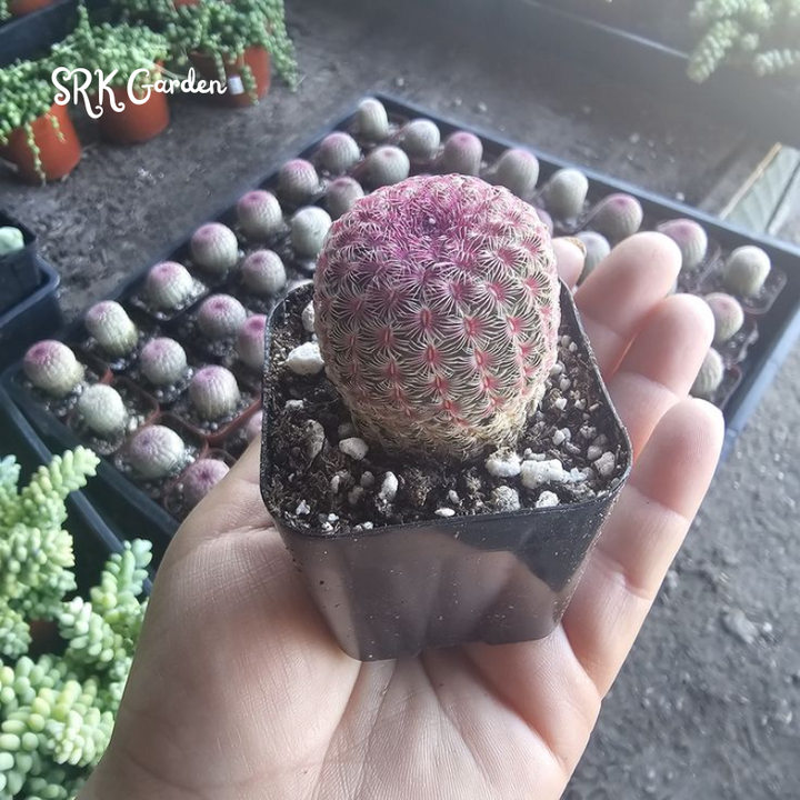 Rainbow Cactus | Echinocereus Pectinatus