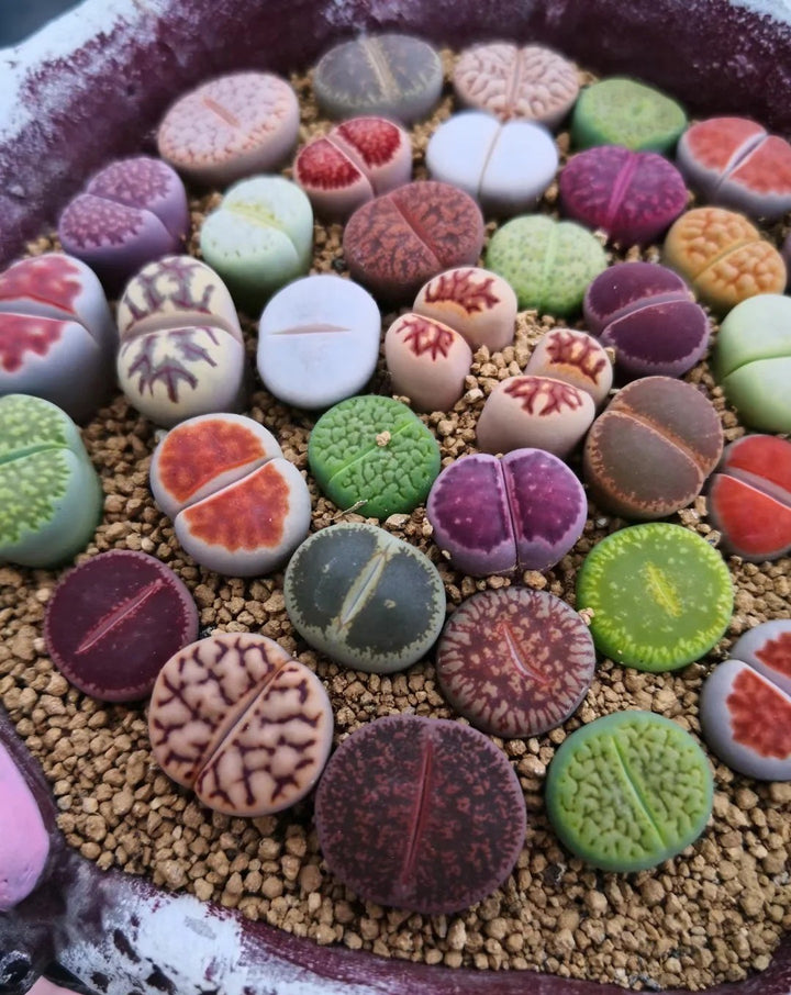 Lithops Live Small Exotic  Random Color Size 0.3" to 0.7"