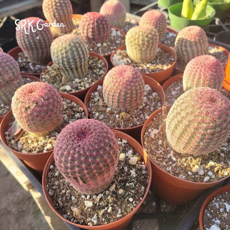 Rainbow Cactus | Echinocereus Pectinatus