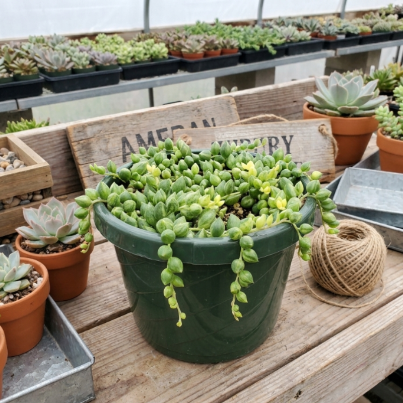 String of Tears, Variegated Plant, Trailing Succulent, Hanging Plant in 2", 4", 6" pot